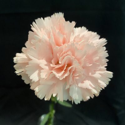 Pink Carnation Sorority Bouquet