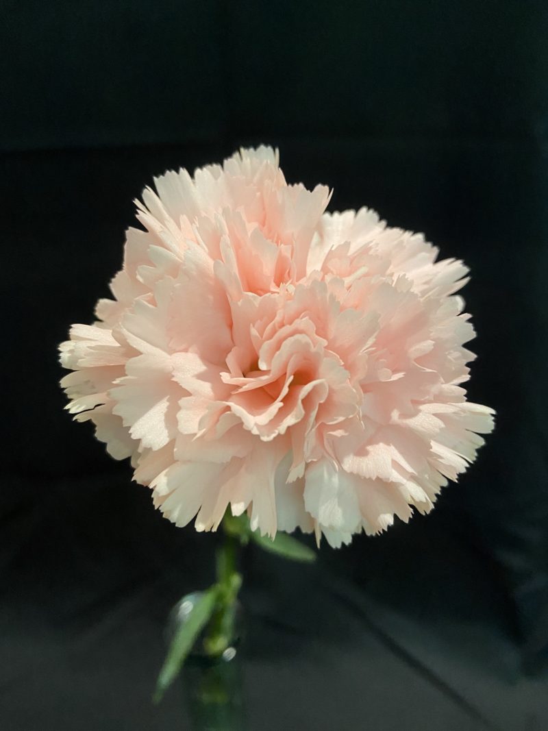 Pink Carnation Sorority Bouquet