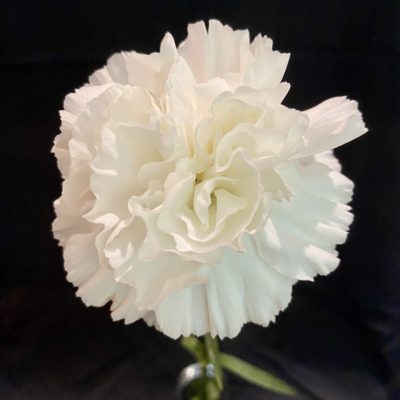 White Carnation Sorority Bouquet