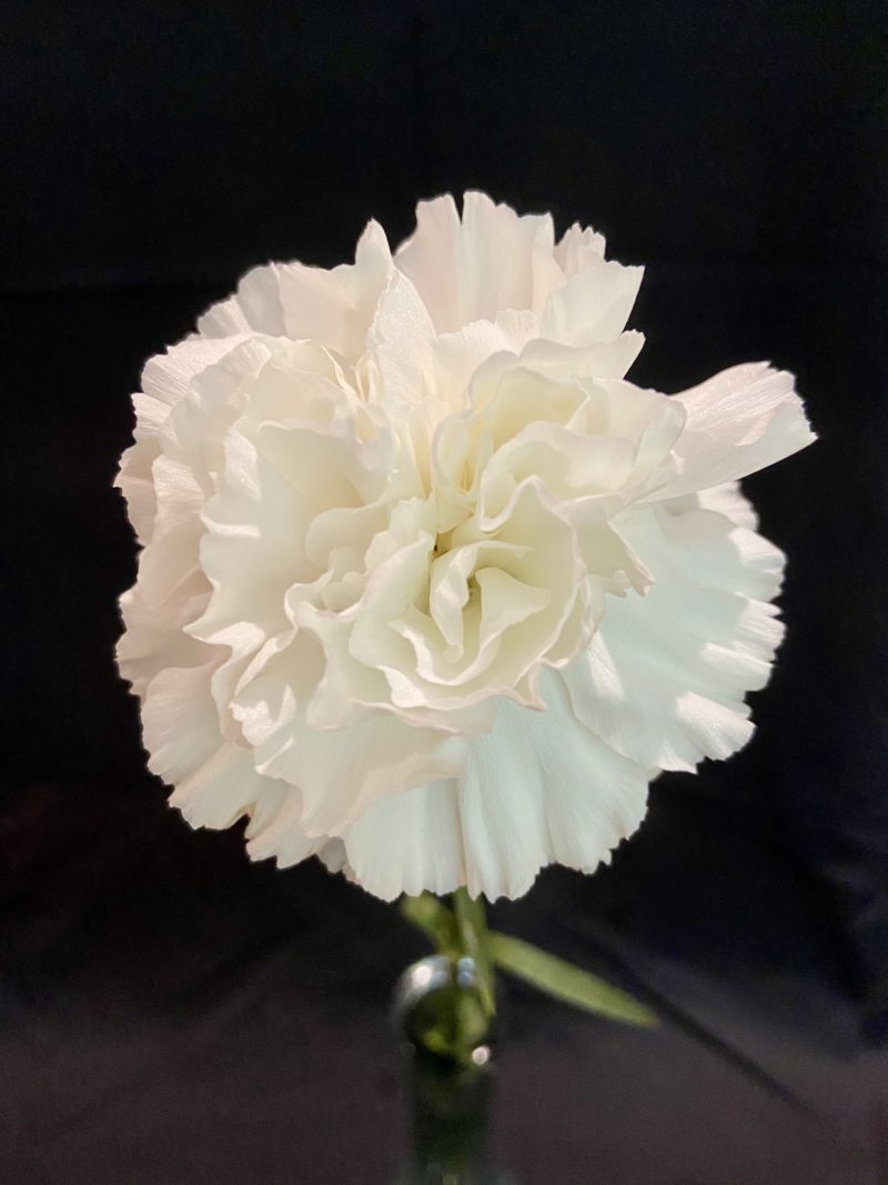 White Carnation Sorority Bouquet