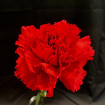 Red Carnation Sorority Bouquet