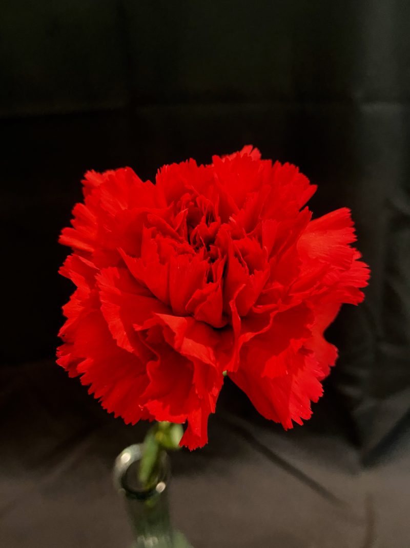 Red Carnation Sorority Bouquet